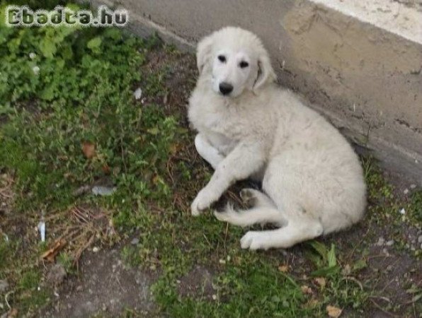 Eladó kuvasz szuka kiskutyák