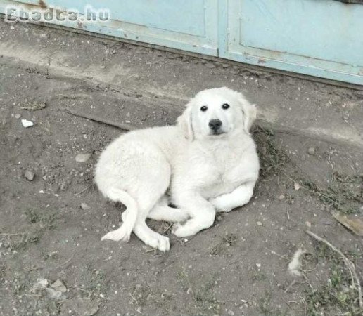 Eladó kuvasz szuka kiskutyák