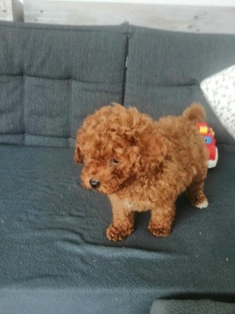 Törpe Apricot Uszkár