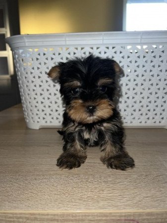 Yorkshire Terrier