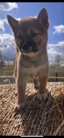 Shiba inu szuka