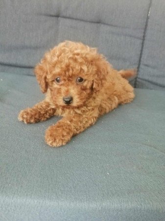 Törpe Apricot Uszkár