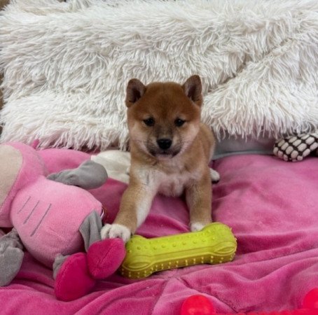 Shiba inu