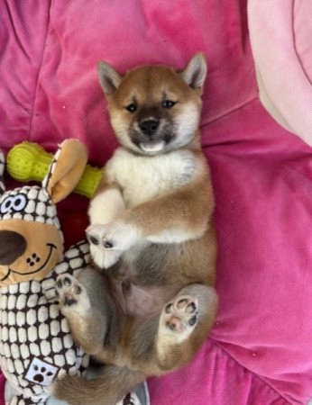 Shiba inu