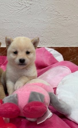 Shiba inu