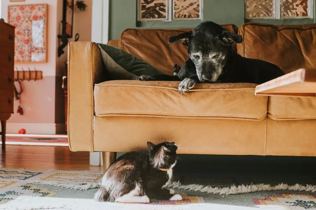 A kutyák is hasonló gondokkal küzdenek, ha stressz éri őket, vagy nem kapnak elég figyelmet