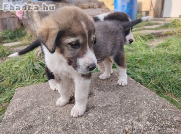 Közép ázsiai kiskutyák
