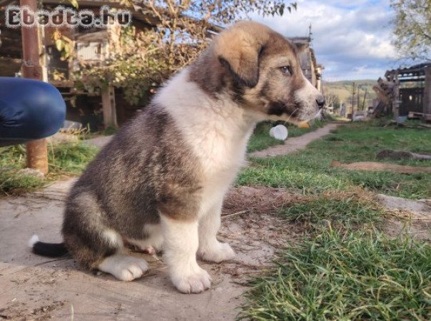 Közép ázsiai kiskutyák