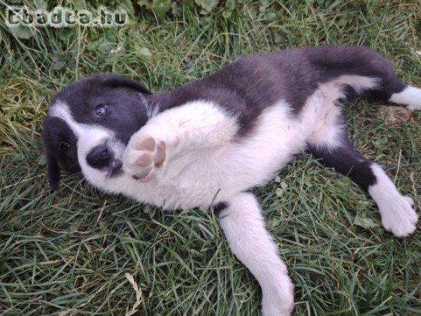 Közép ázsiai kiskutyák