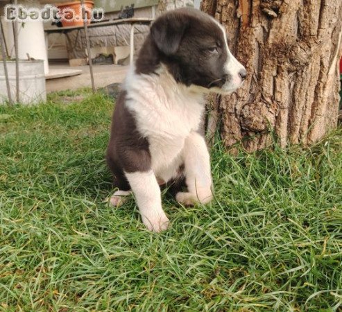 Közép ázsiai kiskutyák