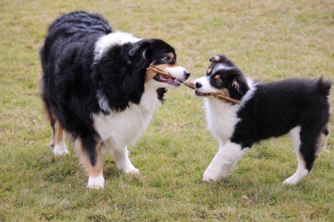 Ausztrál juhászkutya