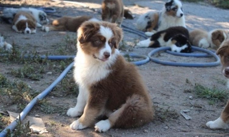 Ausztrál juhászkutya