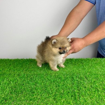 Pomerániai törpespitz