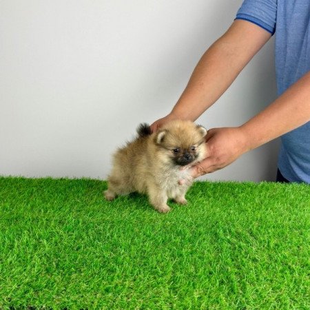 Pomerániai törpespitz