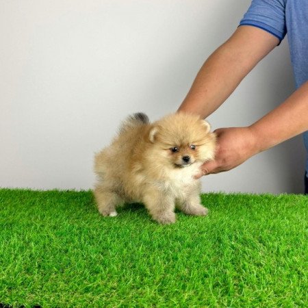 Pomerániai törpespitz