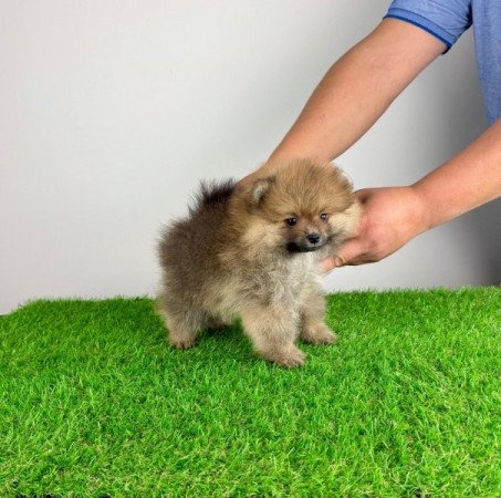 Pomerániai törpespitz