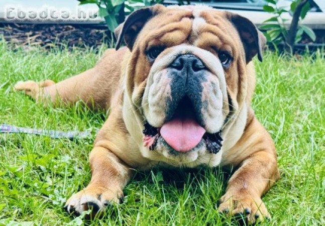 Angol bulldog kan