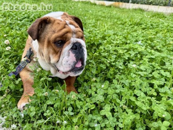 Angol bulldog kan