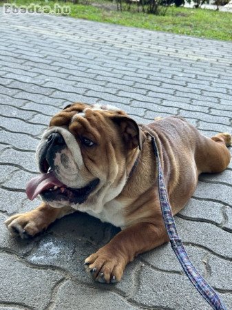 Angol bulldog kan
