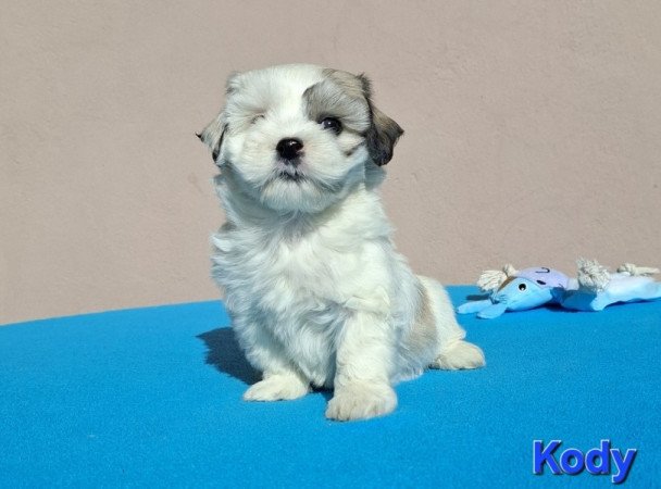 Bichon havanese