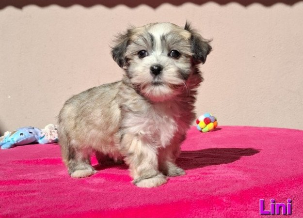 Bichon havanese