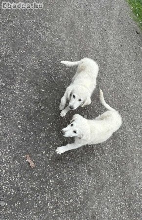 Kuvasz kiskutyák eladóak
