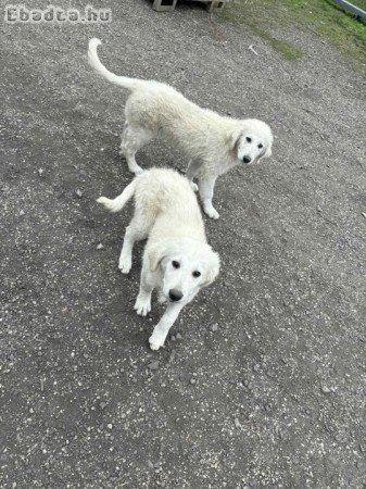 Kuvasz kiskutyák eladóak