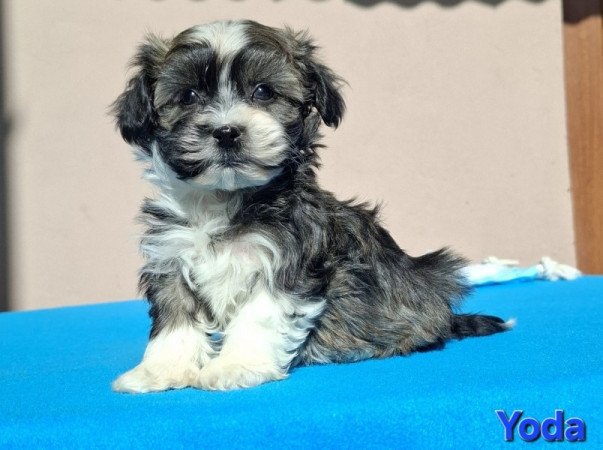 Bichon havanese