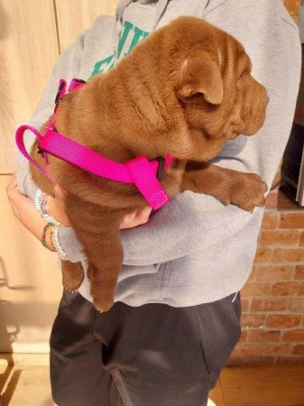 Shar pei