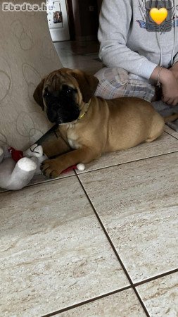 Eladó törzskönyvezett bullmastiff szuka kiskutyák