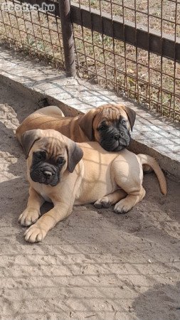 Eladó törzskönyvezett bullmastiff szuka kiskutyák