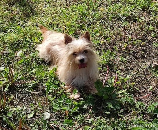 Gold dust yorkshire terrier