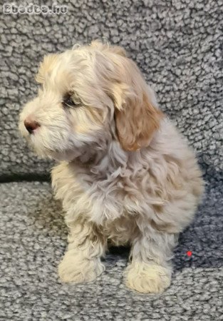 Maltipoo kislány kutyus