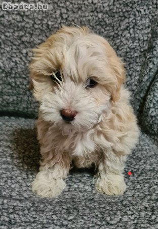 Maltipoo kislány kutyus