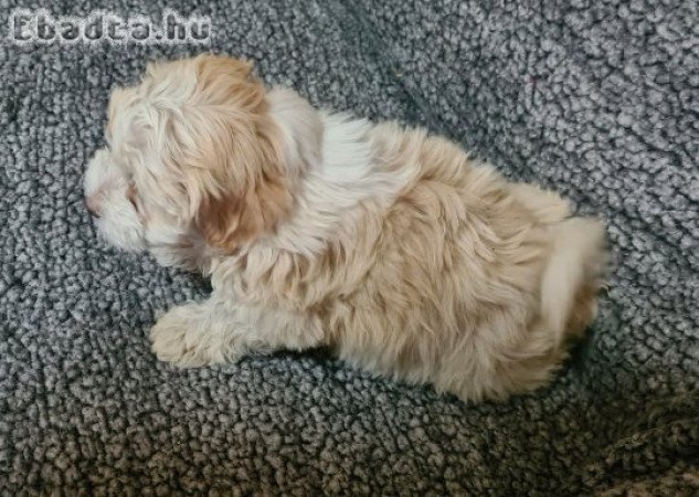 Maltipoo kislány kutyus