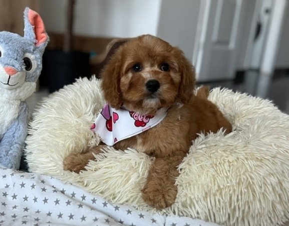 Cavapoo
