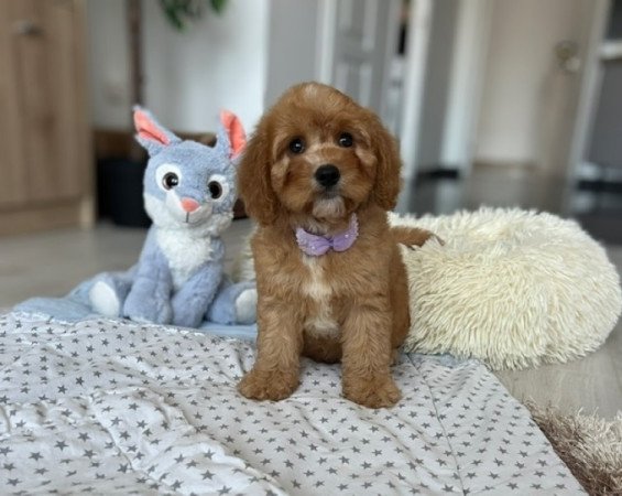 Cavapoo