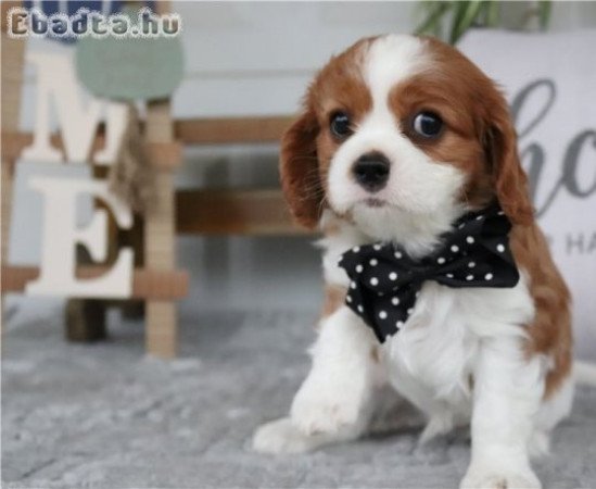 Cavalier King Charles spániel kölykök