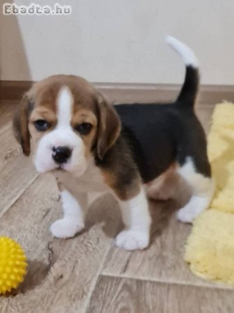 Gyönyörű Beagle kölykök