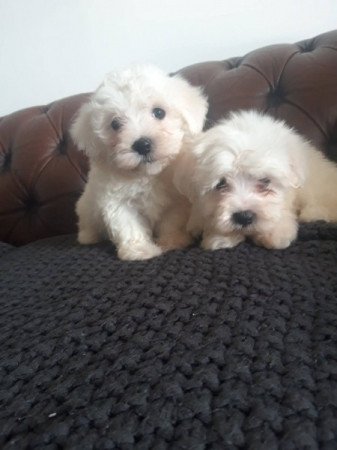 Bichon havanese