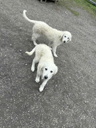 Kuvasz