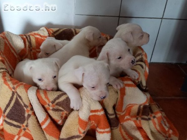 Eladó Staffordshire terrier kölykök!