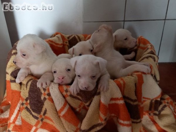 Eladó Staffordshire terrier kölykök!