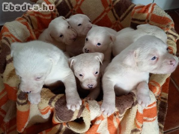 Eladó Staffordshire terrier kölykök!