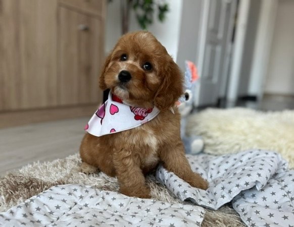 Cavapoo