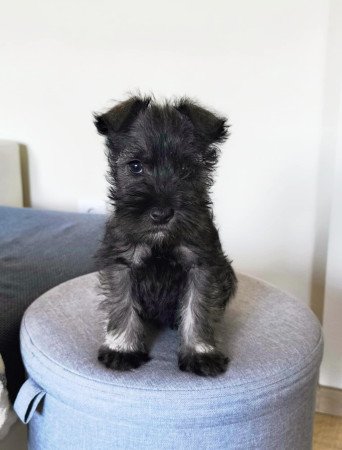 Törpe schnauzer kiskutyák