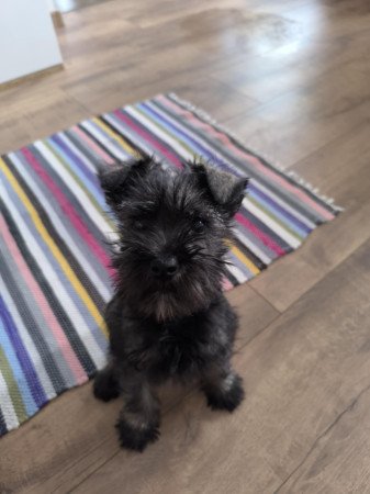 Törpe schnauzer kiskutyák