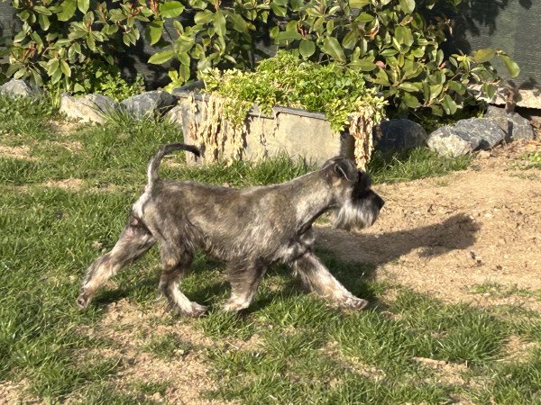 Törpe schnauzer kiskutyák