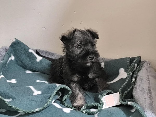 Törpe schnauzer kiskutyák