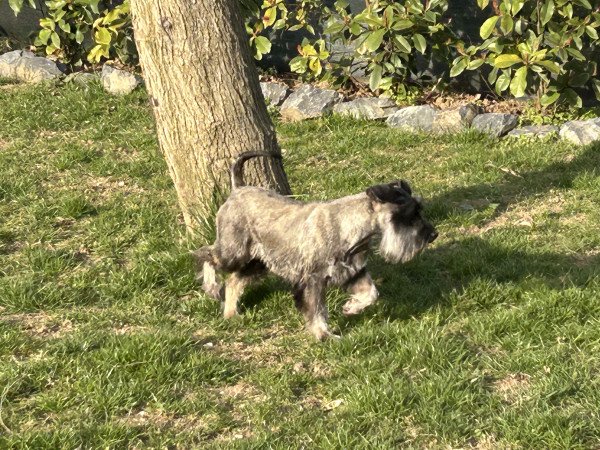 Törpe schnauzer kiskutyák